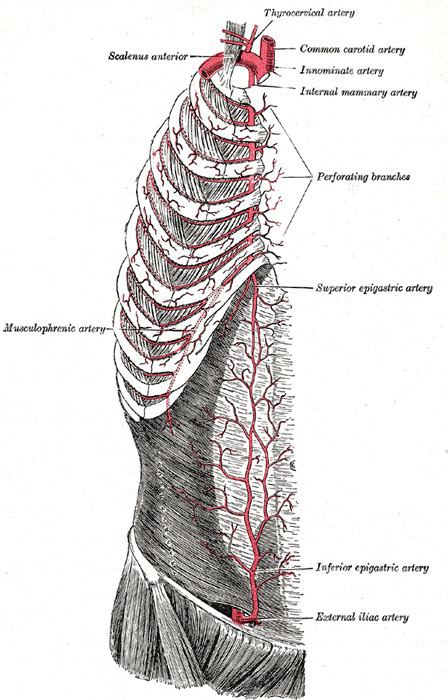 Superior epigastric artery