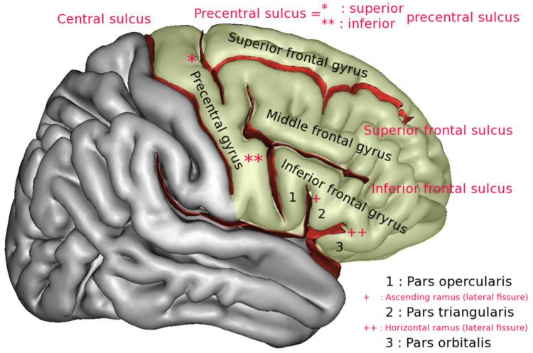 Superior frontal gyrus