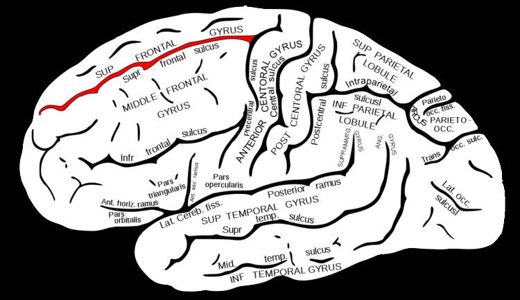 superior-frontal-sulcus-alchetron-the-free-social-encyclopedia