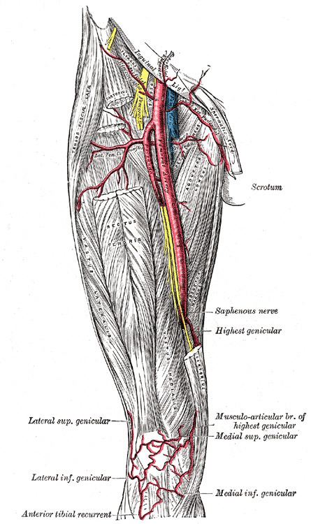 Superior genicular arteries - Alchetron, the free social encyclopedia