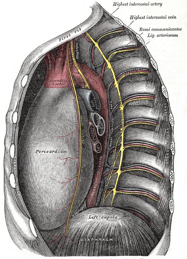 Superior intercostal vein