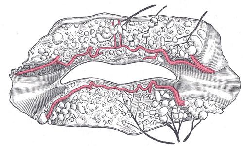 Superior labial artery