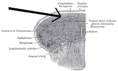 Superior longitudinal muscle of tongue