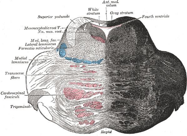 Superior medullary velum