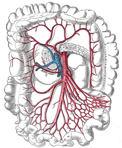 Superior mesenteric artery