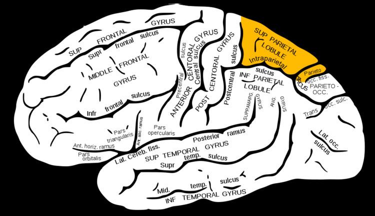 Superior parietal lobule