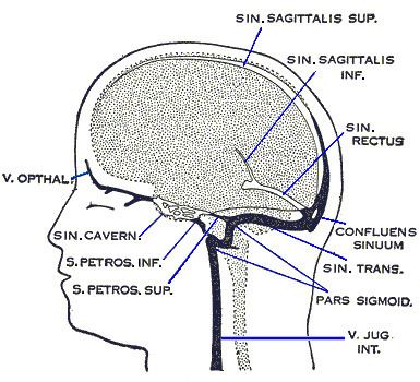 Superior sagittal sinus