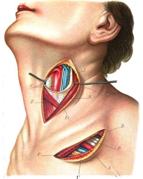Superior thyroid artery