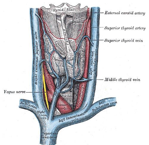 Superior thyroid vein