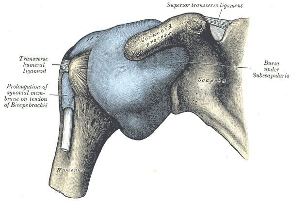 Superior transverse scapular ligament