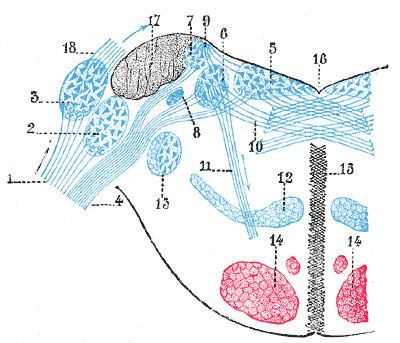 Superior vestibular nucleus