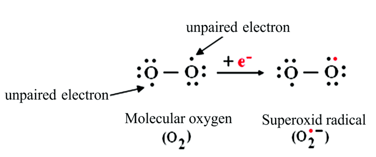 Superoxide - Alchetron, The Free Social Encyclopedia