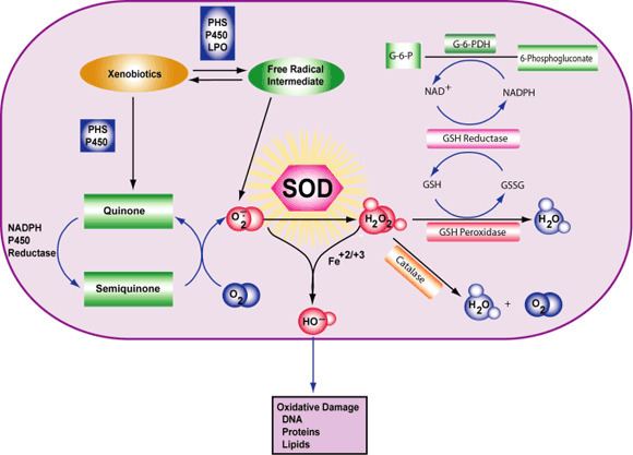 Superoxide Enzyme Explorer Product Application Index for Superoxide Dismutase