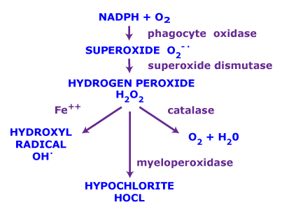 Superoxide oxygenradicalswebpng