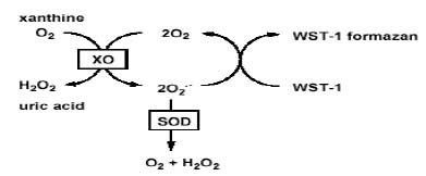 Superoxide Superoxide Dismutase Activity Colorimetric Assay Kit ab65354 Abcam