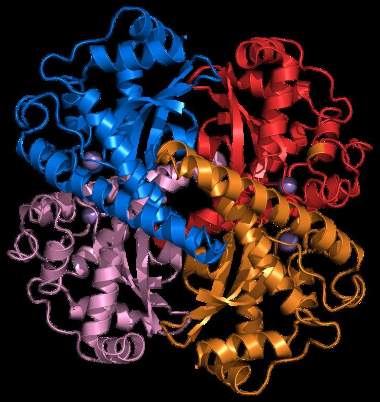 Superoxide Superoxide dismutase Wikipedia