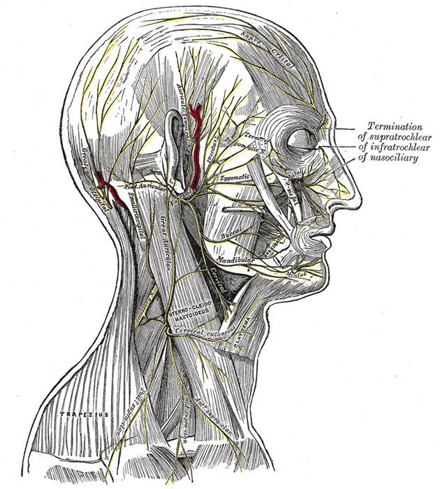 Supraclavicular nerves