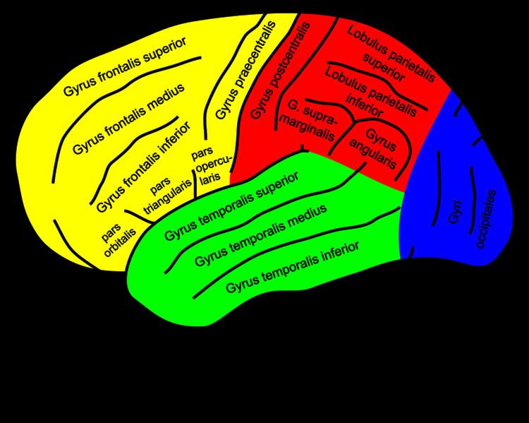 Supramarginal gyrus