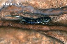 Supramonte cave salamander cdn2arkiveorgmediaE5E5EE2C7293D142BE8C69E