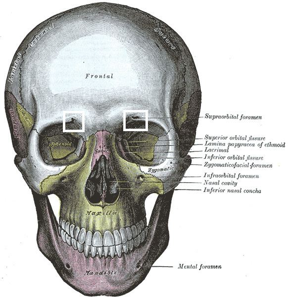 Supraorbital foramen