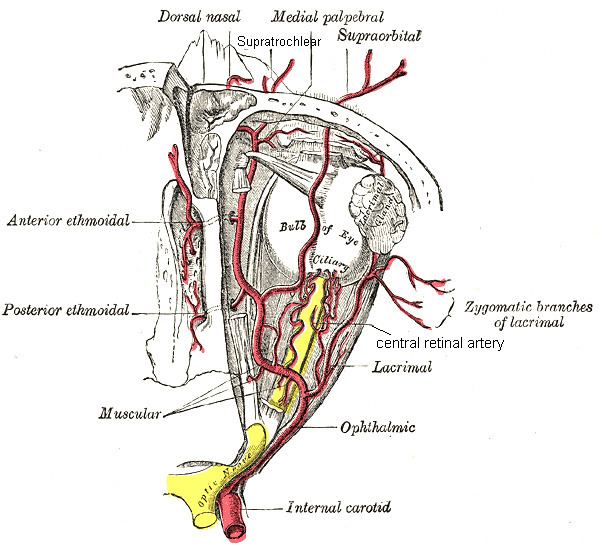 Supratrochlear artery