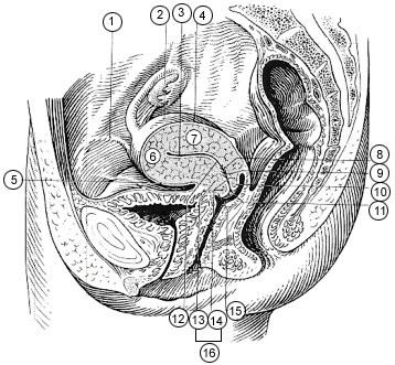 Supravaginal portion of cervix
