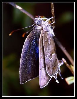 Surendra (butterfly) httpsuploadwikimediaorgwikipediacommonsthu