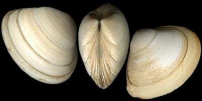 Surf clam Mactridae pictures