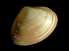 Surf clam httpsuploadwikimediaorgwikipediacommonsthu