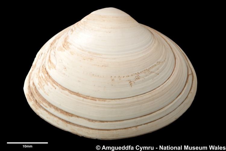 Surf clam Spisula solida Linnaeus 1758 Marine Bivalve Shells of the
