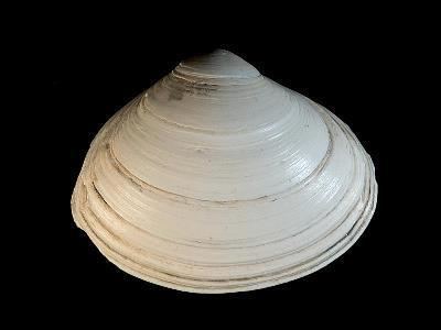 Surf clam Spisula solida Marine Life Encyclopedia