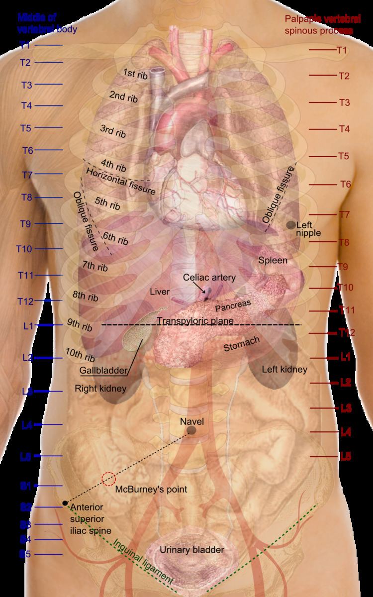 Surface anatomy