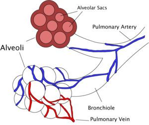 Surfactant Pulmonary surfactant Wikipedia