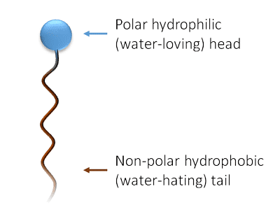 Surfactant What Are Surfactants School of Chemistry University of Bristol