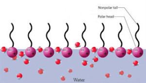 Surfactant What is a Surfactant Personal Care Truth or Scare