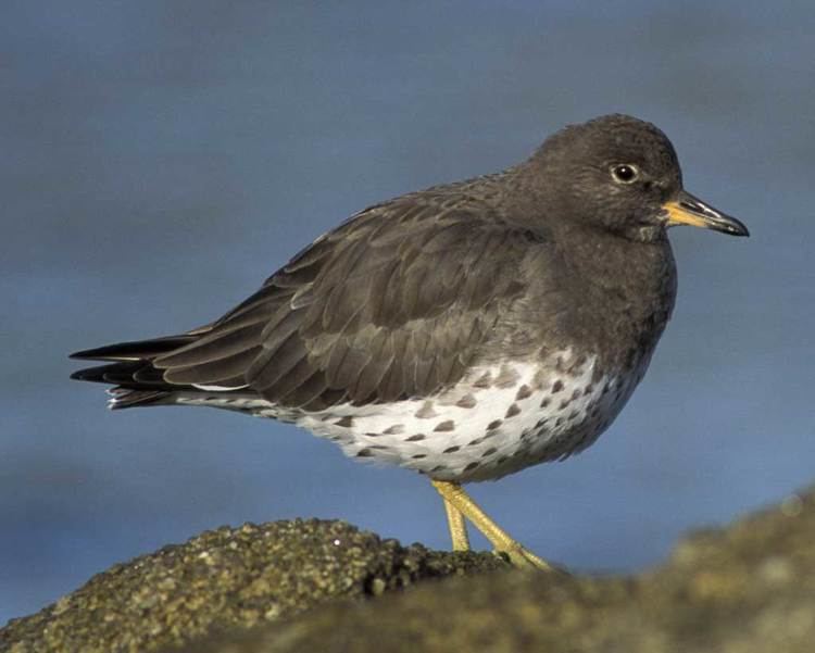 Surfbird Surfbird Calidris virgata Biodiversity of the Central Coast