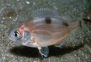 Surfperch wwwdiscoverlifeorgIMIRR0013320ZalembiusI