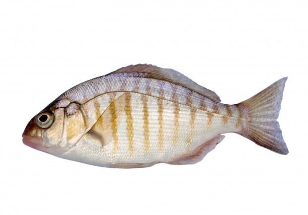 Surfperch Barred Surfperch