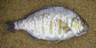 Surfperch Surfperch Identification