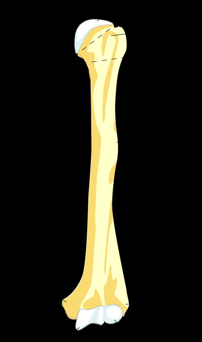 Surgical neck of the humerus