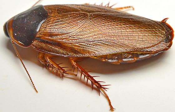 Surinam cockroach Surinam Cockroach Pycnoscelus surinamensis BugGuideNet