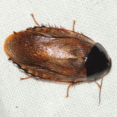 Surinam cockroach bugguidenetimagesrawWHYHWHWHYHWHTHGHDH5HAHSL