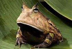 Surinam horned frog animallistweeblycomuploads704070405848407