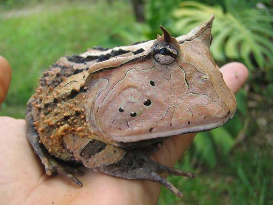 Surinam horned frog Toadhorn or Amazonian horned frog or Surinam horned frog