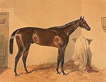 Surplice (horse) httpsuploadwikimediaorgwikipediacommonsthu