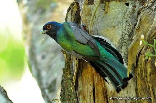 Surucua trogon Surucua Trogon