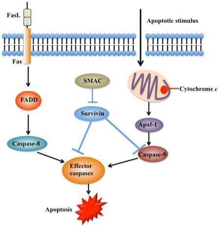Survivin Survivin and Tumorigenesis Molecular Mechanisms and Therapeutic