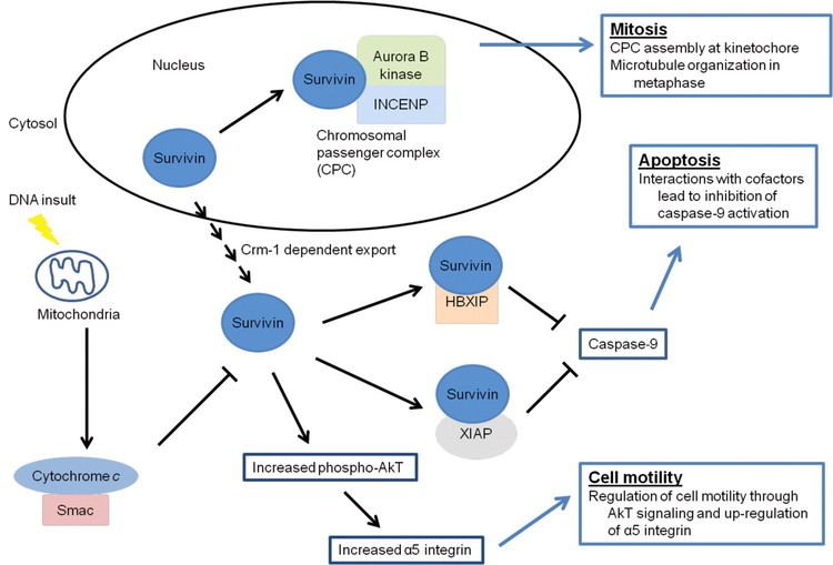 Survivin Role of the Apoptotic and Mitotic Regulator Survivin in Melanoma
