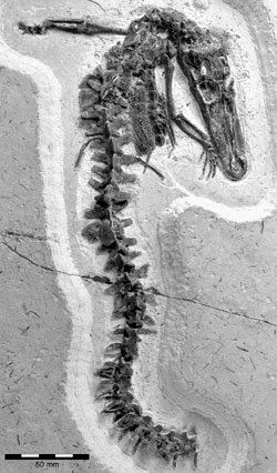 Susisuchus Susisuchus anatoceps Probably a Dwarf Crocodile