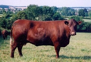 Sussex cattle HOME